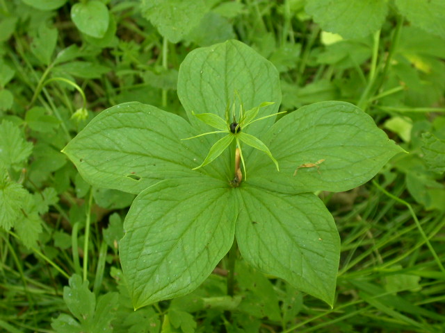 Paris quadrifolia / Erba crociona